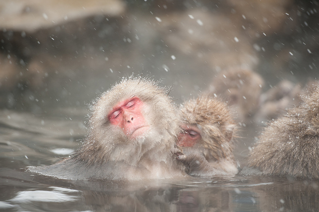 Niseko Hokkaido Winter Holiday Japan - Snow Monkeys