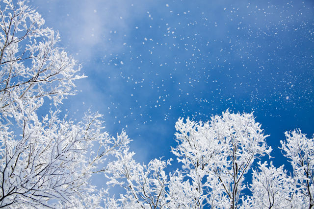 Niseko Hokkaido Winter Holiday Japan - Powder White Snow
