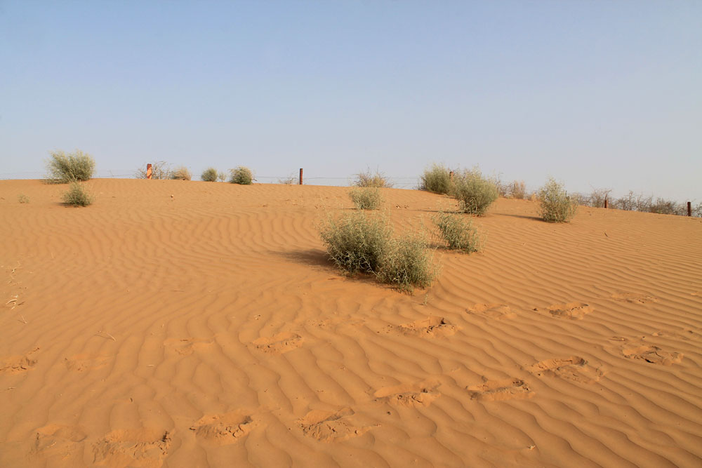 Sand Dunes - Camp Thar - Osian - Desert Safari