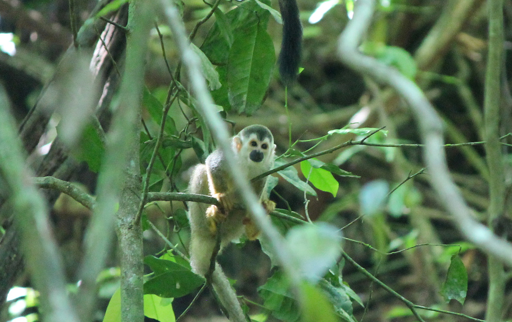 Day Trip Manuel Antonio National Park Costa Rica - Beaches Wildlife Rainforest - Squirrel Monkey