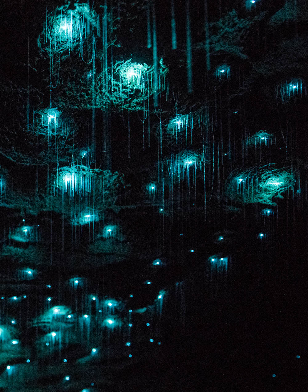 Waitomo Glowworm Cave Tour in New Zealand